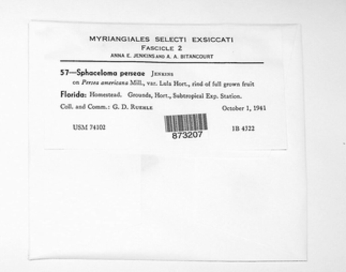 Elsinoe perseae image